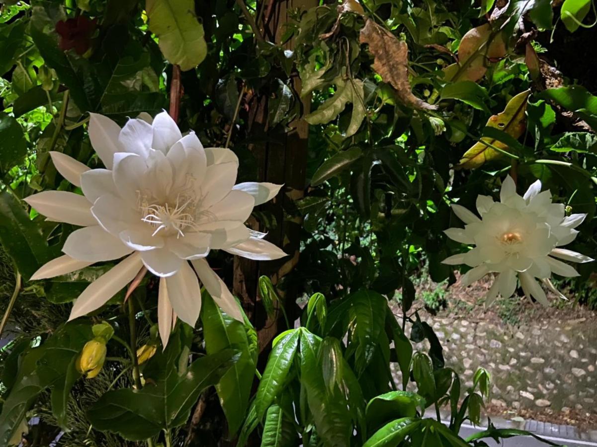 Tian Hsiang Tea B&B Renai Buitenkant foto