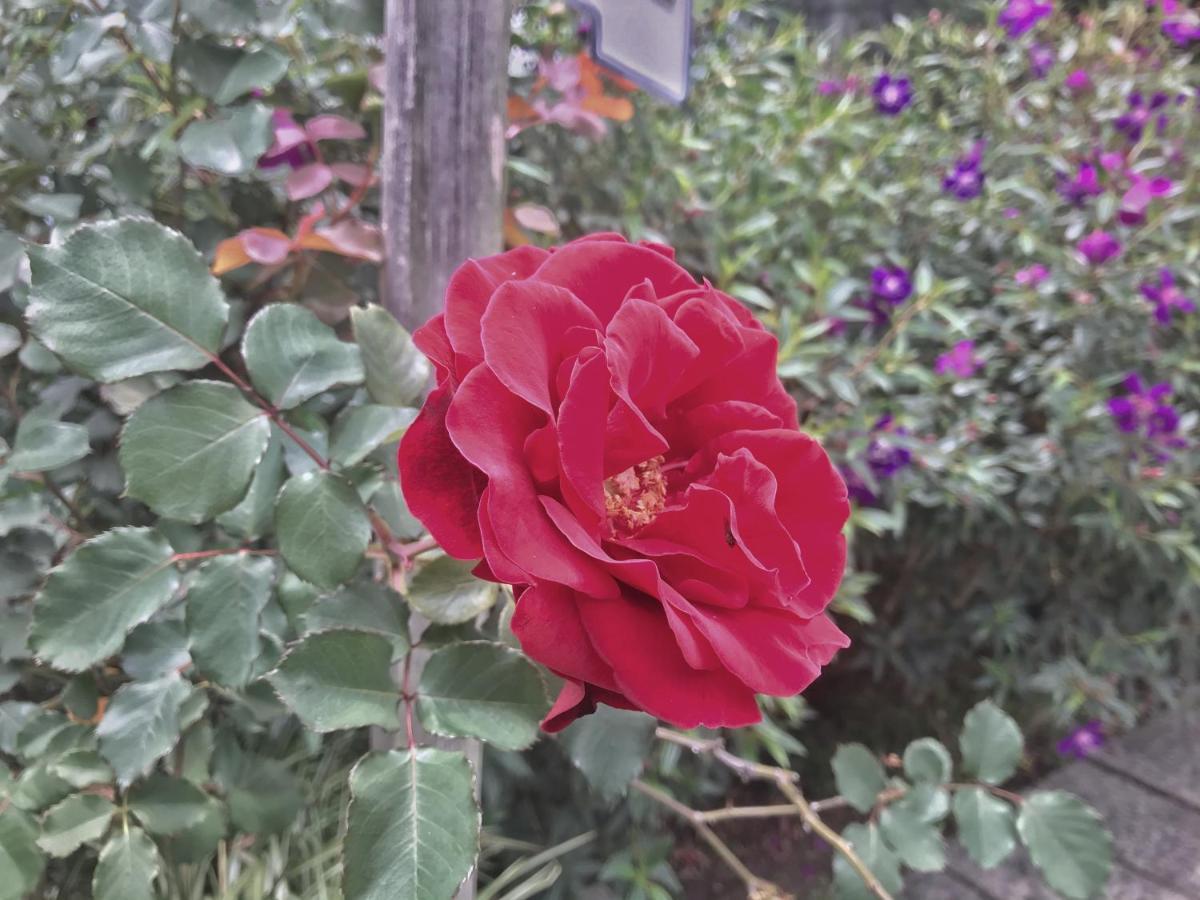 Tian Hsiang Tea B&B Renai Buitenkant foto