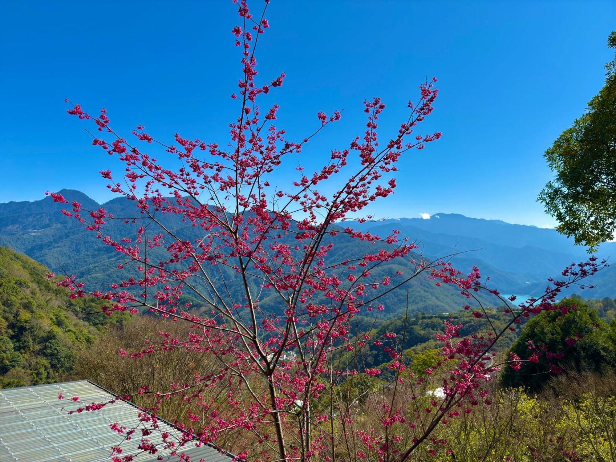 Tian Hsiang Tea B&B Renai Buitenkant foto